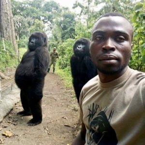 Los gorilas Ndakasi y Ndeze, junto al cuidador Mathieu Shamavu.