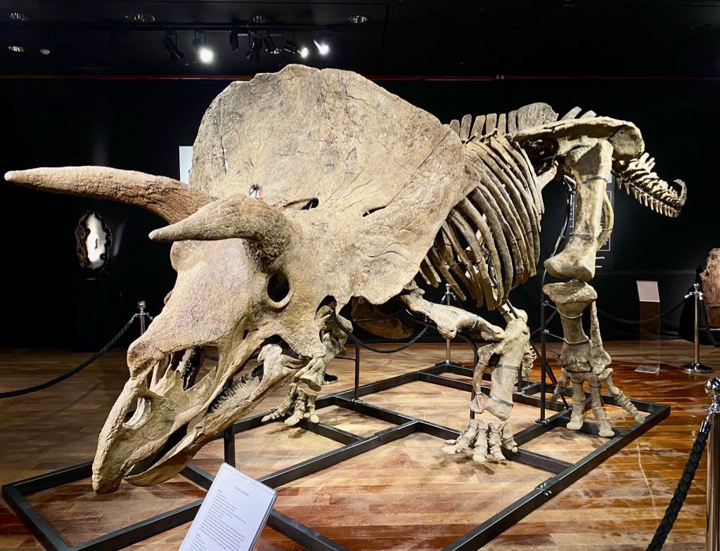Big John Triceratops