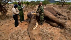 Cazadores retirando colmillos del elefante. 