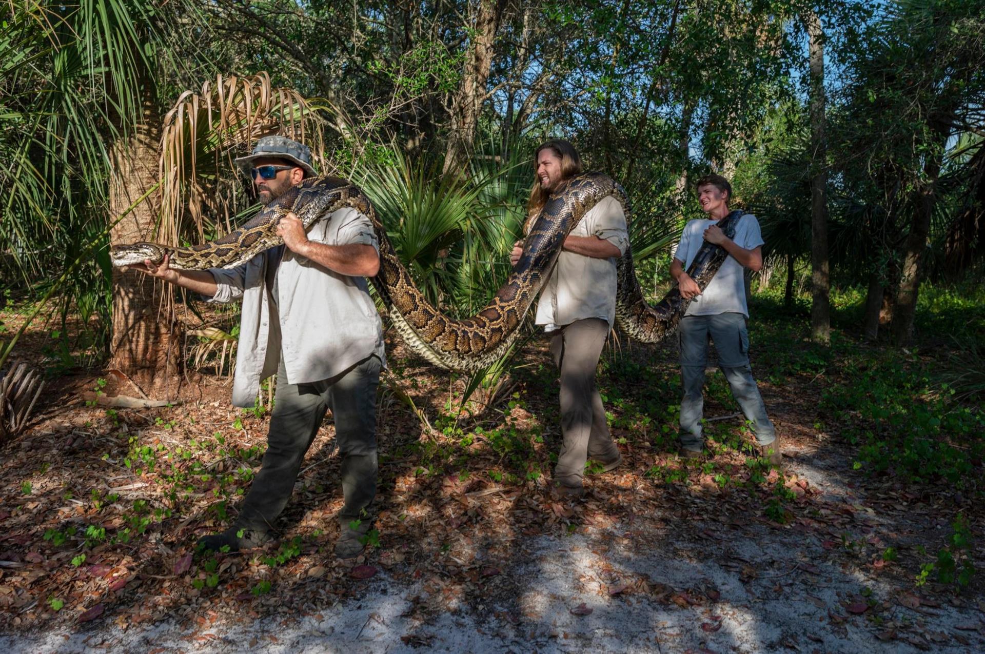 Capturan en Florida a una serpiente de más de cinco metros