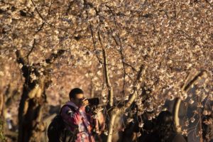 Washington (Estados Unidos), 20/03/2023.- Una persona toma una fotografía de los cerezos en flor en el Tidal Basin el día del equinoccio de primavera en Washington, DC, Estados Unidos, 20 de marzo de 2023. (Abierto, Estados Unidos) EFE/EPA/MICHAEL REYNOLDS.