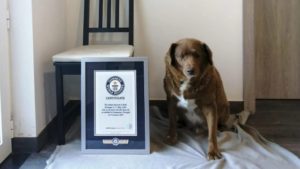 Bobi fue el perro más longevo del mundo, según Guinnes World Records. Foto: EFE.
